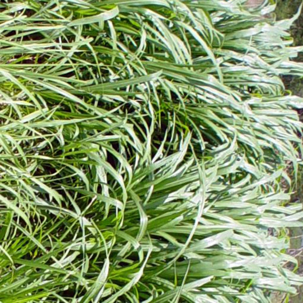Detail image, Test Name, unknown, Israel, 2019-07-21, Pennisetum purpureum - Napier grass