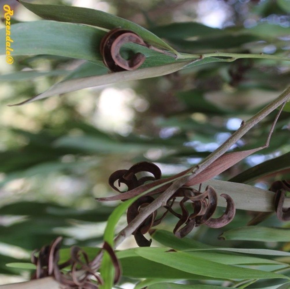 Detail image, Maarten Rozendale, Jerusalem, Israel, 2017-11-04, Acacia melanoxylon - Tasmanian blackwood