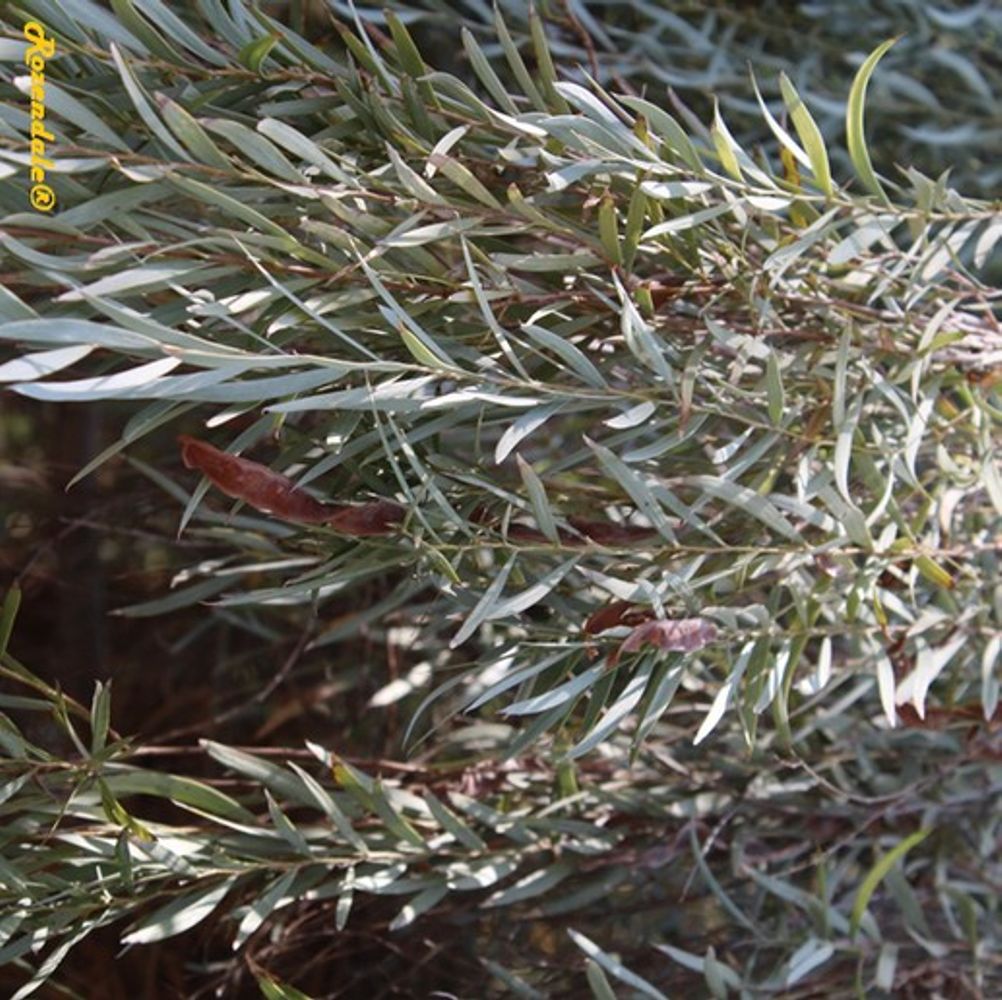 Detail image, , Ein Gedi, Israel, 2016-08-15, Acacia pendula - Weeping myall