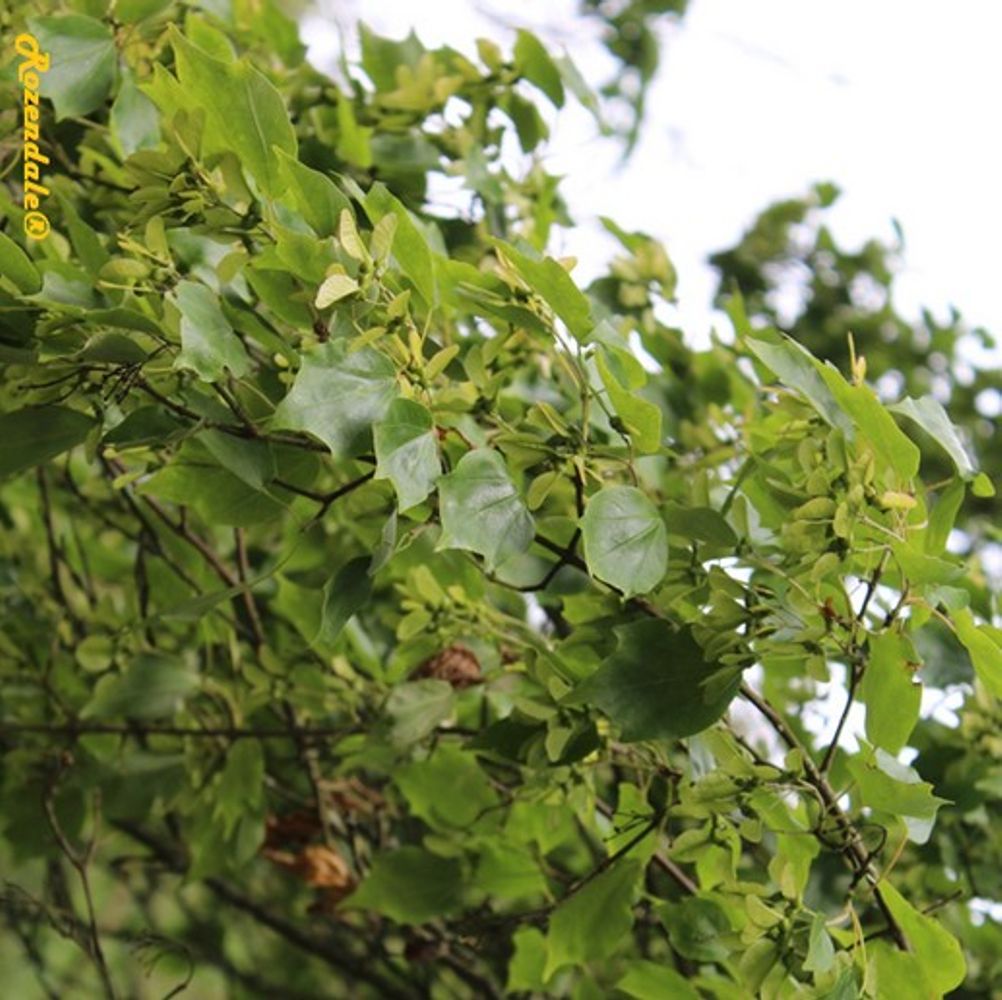 Detail image, , Belmonte, Netherlands, 2016-07-11, Acer buergerianum - Trident maple