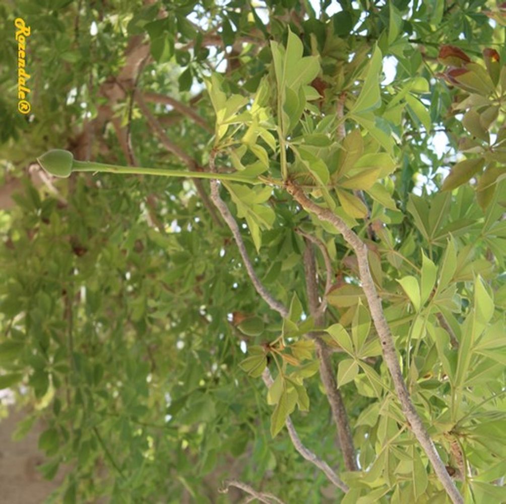 Detail image, , Ein Gedi, Israel, 2016-08-15, Adansonia digitata - Baobab lemonade
