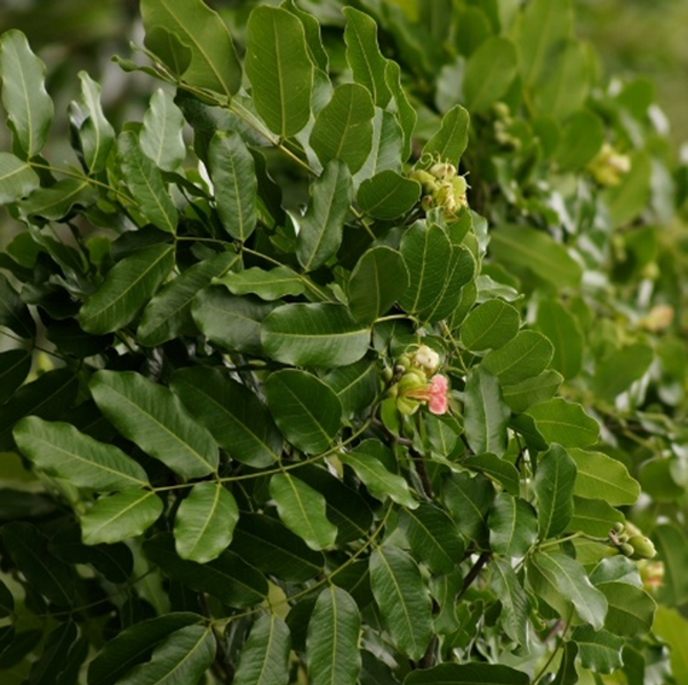 Detail image, , , , 2017-04-14, Afzelia quanzensis - Lucky bean tree