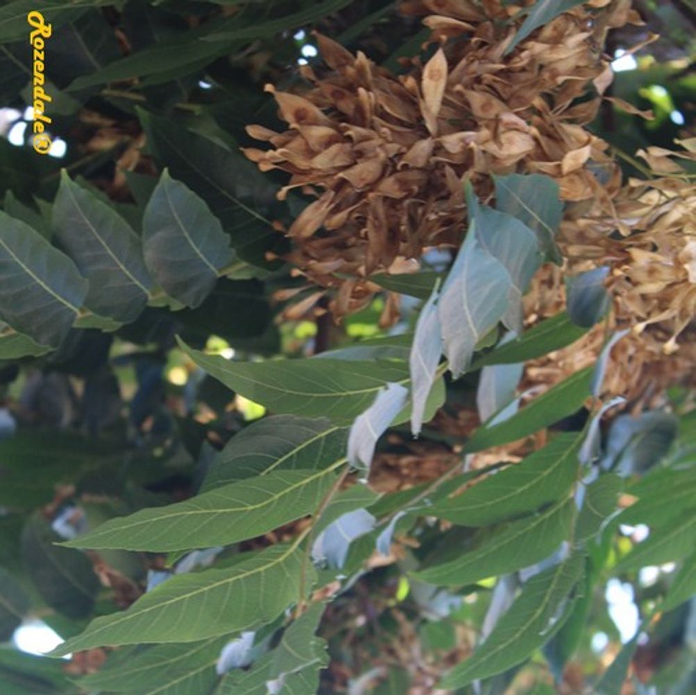Detail image, , Jerusalem, Israel, 2016-08-15, Ailanthus altissima - Tree of Heaven