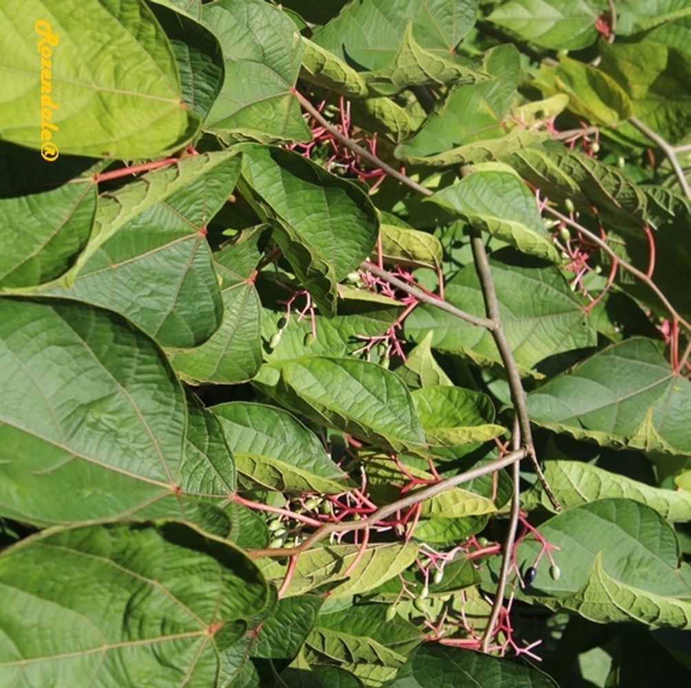 Detail image, , Belmonte, Netherlands, 2016-10-16, Alangium platanifolium Trilobum - Alangium