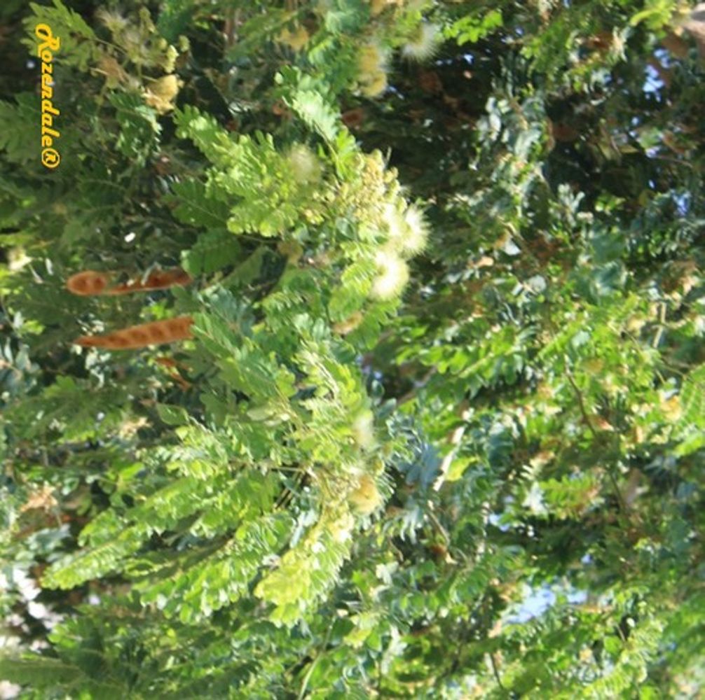 Detail image, , Tel Aviv-Yafo, Israel, 2016-08-09, Albizia lebbeck - Indian siris