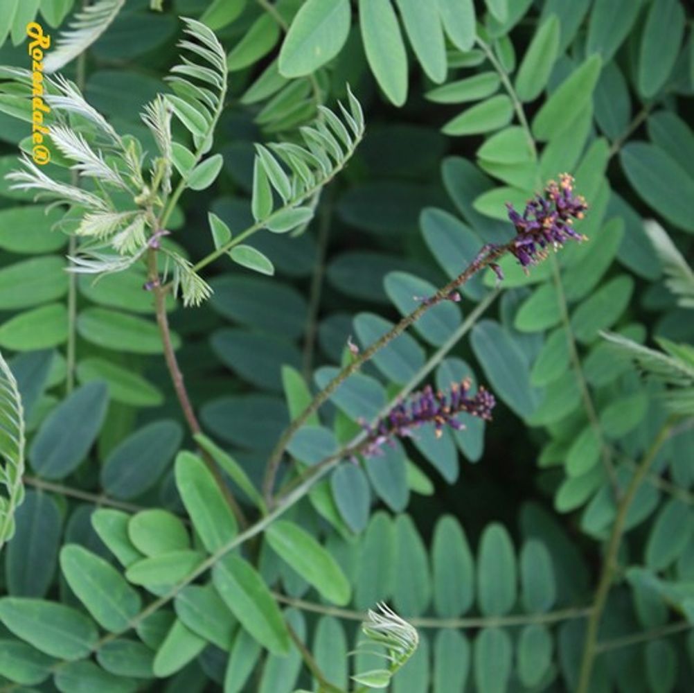 Detail image, , Belmonte, Netherlands, 2016-07-11, Amorpha fruticosa - Desert false indigo