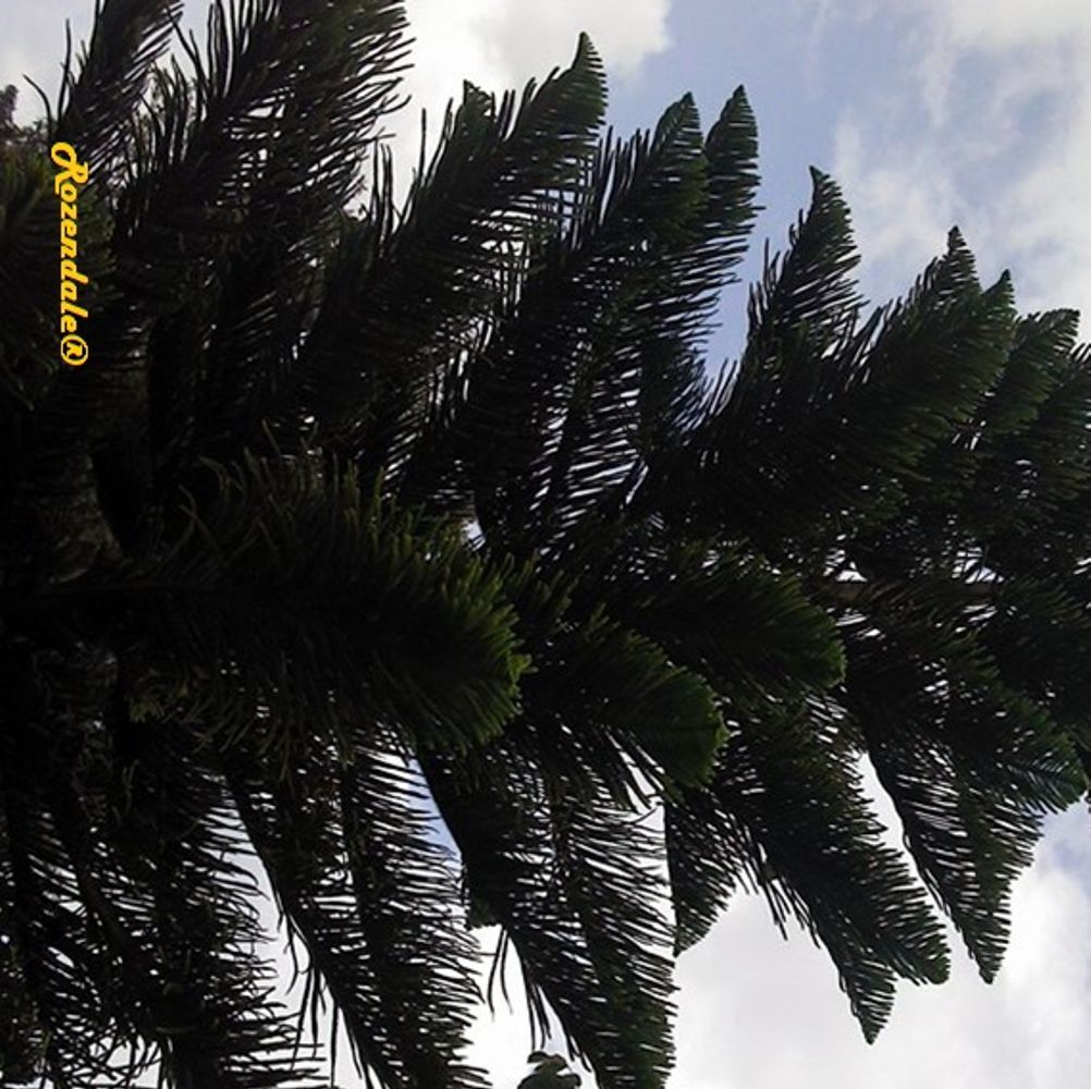 Detail image, , Igoji, Kenya, , Araucaria cookii - Captain cook's pine