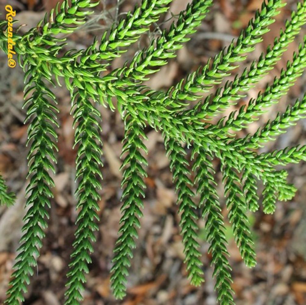 Detail image, , Harry P Leu Gardens, United States, 2016-11-15, Araucaria laubenfelsii - Laubenfels' araucaria