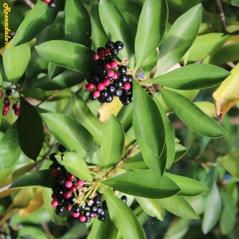 Detail image, , Harry P Leu Gardens, United States, 2016-11-15, Ardisia humilis - Chinese jet berry
