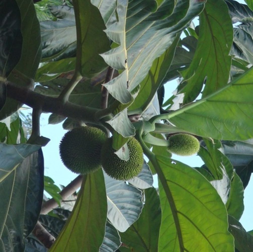 Detail image, , , , 2014-05-14, Artocarpus camansi - Breadnut