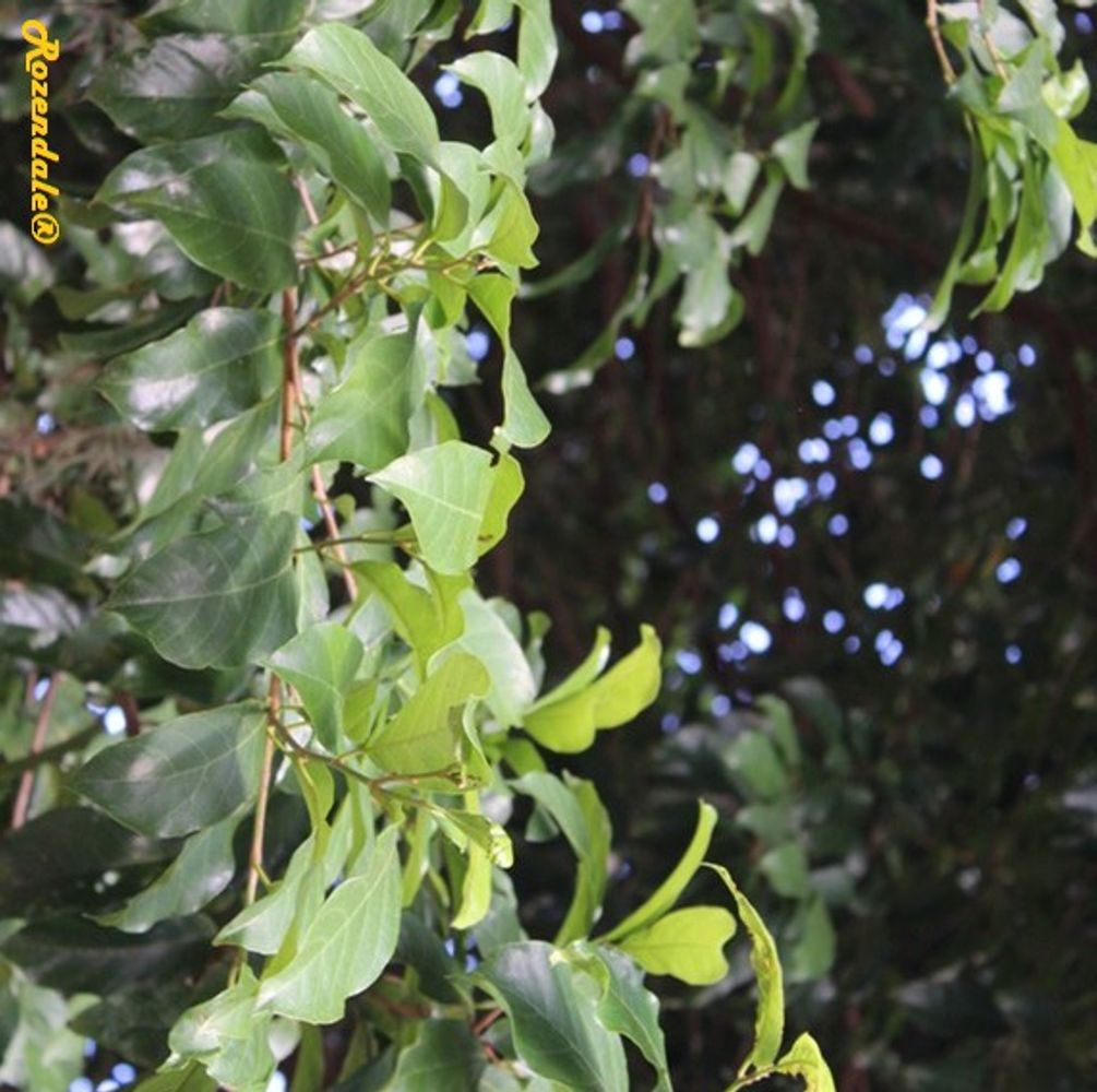 Detail image, , Harry P Leu Gardens, United States, 2016-11-15, Artocarpus hypargyreus - Kwai muk