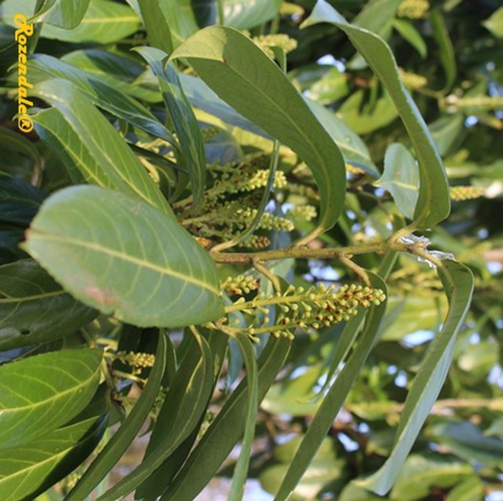 Detail image, , Sneek, Netherlands, , Aucuba japonica - Japanese laurel