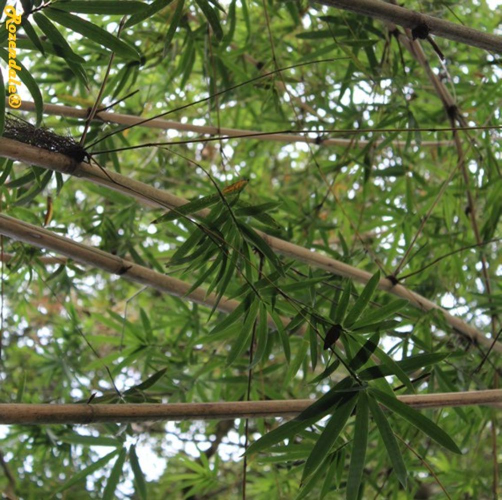 Detail image, , Harry P Leu Gardens, United States, 2016-11-15, Bambusa multiplex - Striped hedge bamboo
