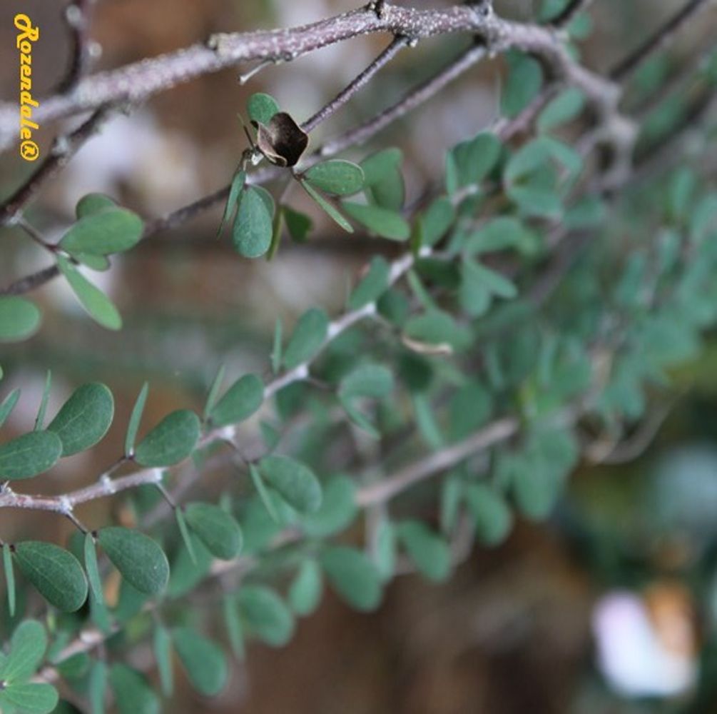 Detail image, , Harry P Leu Gardens, United States, 2016-11-15, Bauhinia grandidieri - Blue orchid bush
