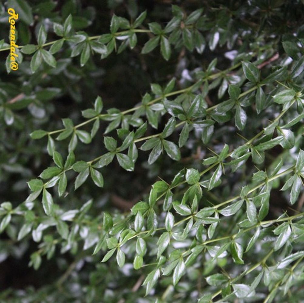 Detail image, , Belmonte, Netherlands, 2016-07-11, Berberis frikartii - Amsterlveen berberis