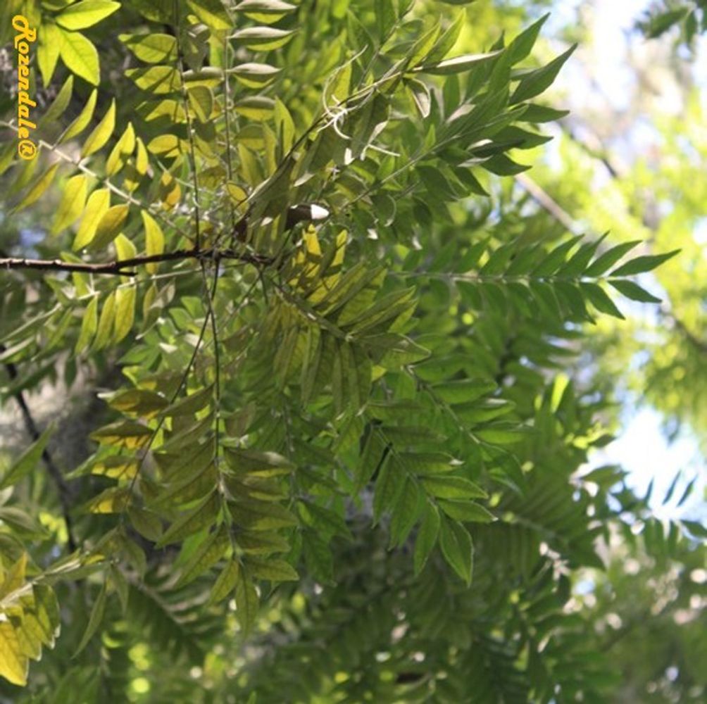 Detail image, , Harry P Leu Gardens, United States, 2016-11-15, Bergera koenigii - Curry leaf