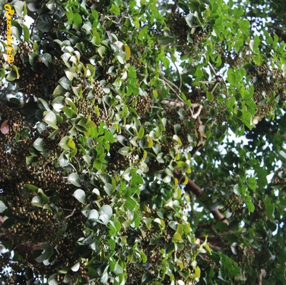 Detail image, , Harry P Leu Gardens, United States, 2016-11-15, Bischofia javanica - Bishop wood
