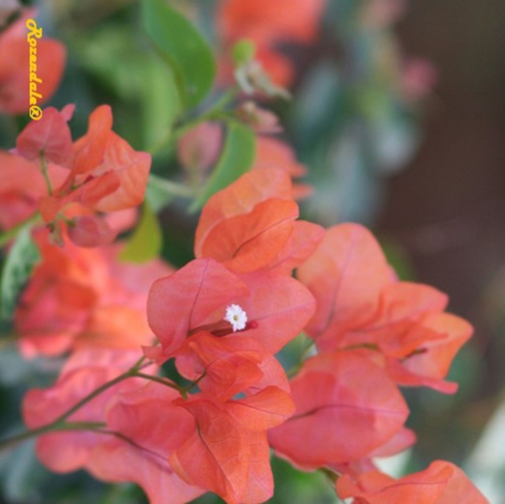 Detail image, , Tel Aviv-Yafo, Israel, 2016-08-09, Bougainvillea spectabilis - Bougainvillea