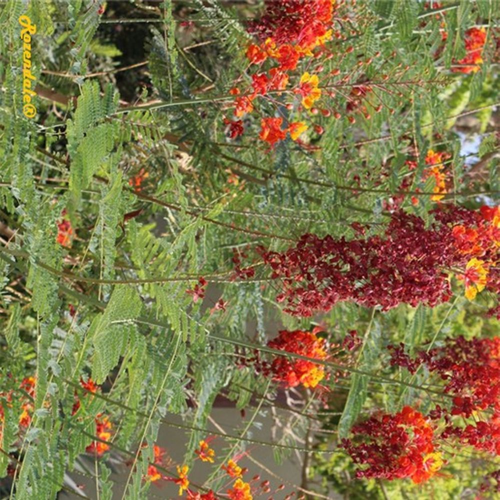 Detail image, Maarten Rozendale, Ein Gedi, Israel, 2016-08-14, Caesalpinia pulcherrima - Poinciana
