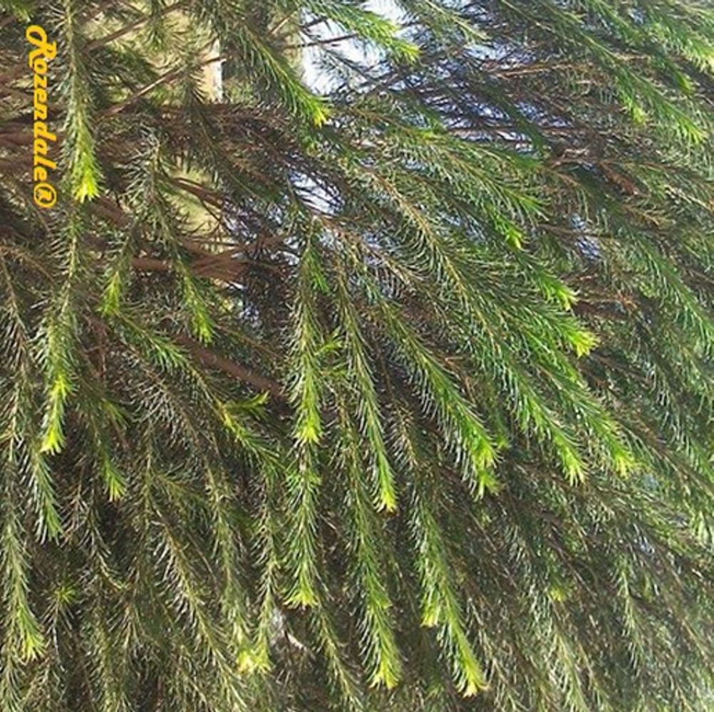 Detail image, , Thika, Kenya, , Callistemon viminalis - Weeping callistemon