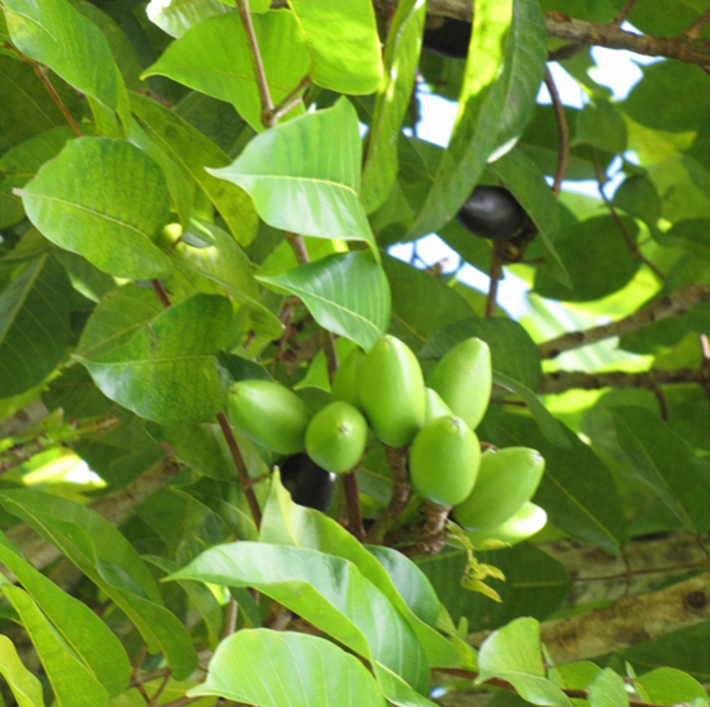 Detail image, , , , 2017-02-26, Canarium ovatum - Pili nut tree