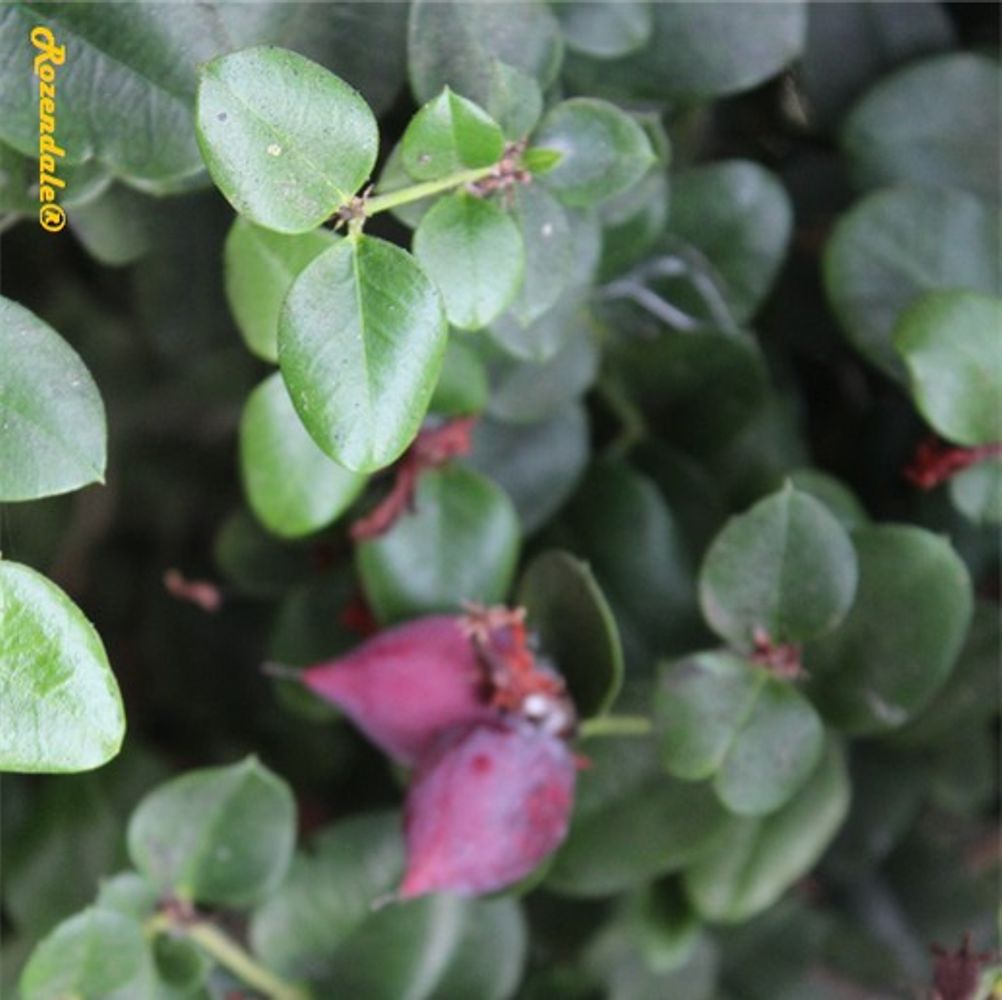 Detail image, , Tel Aviv-Yafo, Israel, 2016-08-09, Carissa grandiflora - Natal Plum