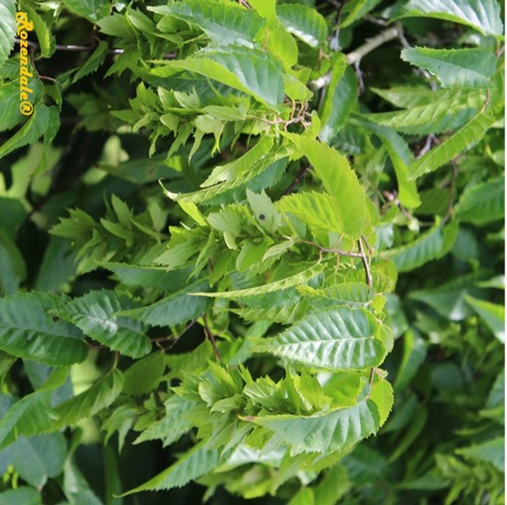 Detail image, , Belmonte, Netherlands, 2016-07-11, Carpinus henryana - Taiwan hornbeam