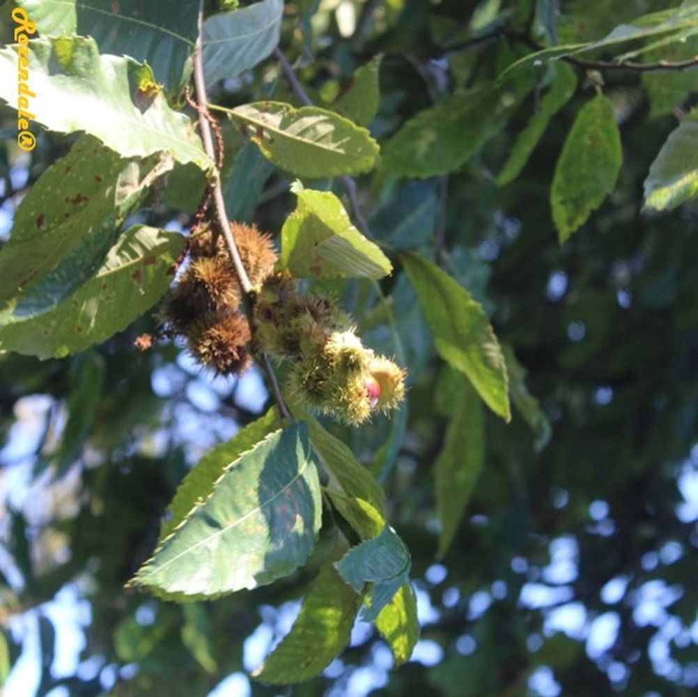 Detail image, , Belmonte, Netherlands, , Castanea pumila - Allegheny chinquapin