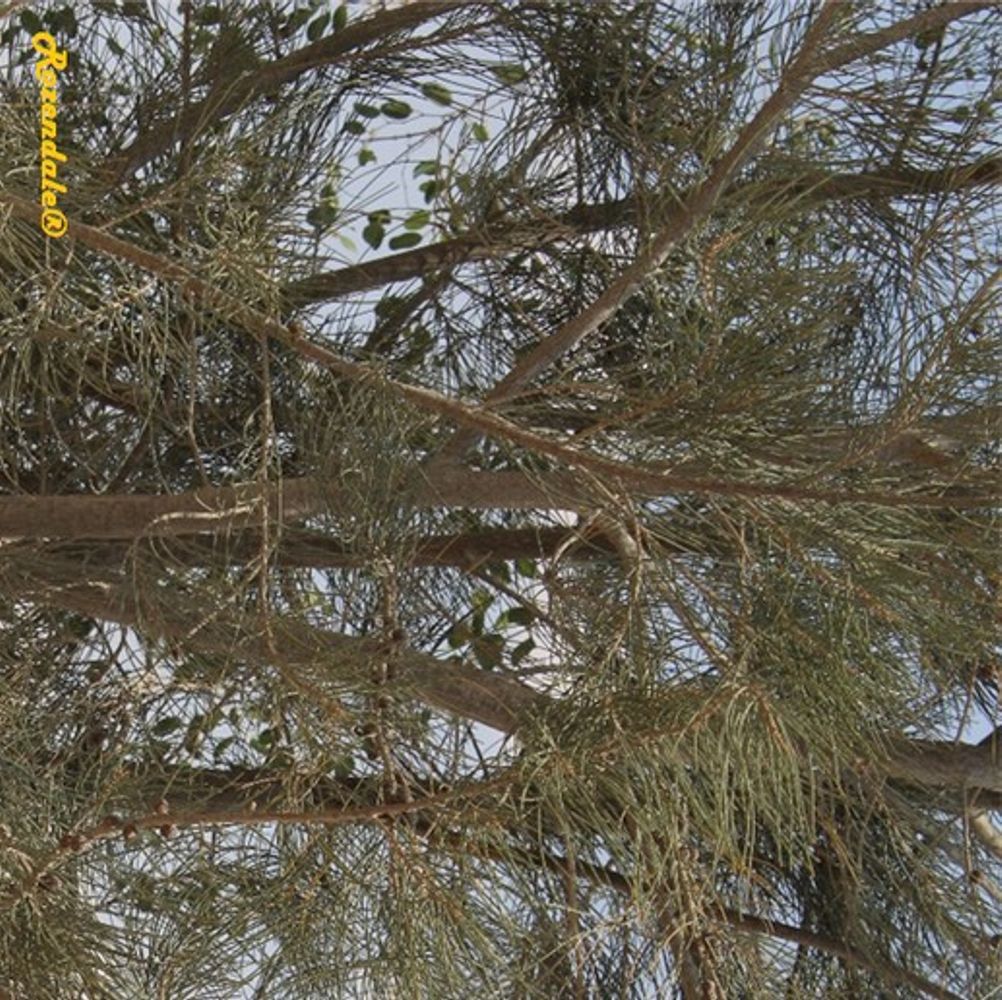 Detail image, , Be'er Milka, Israel, 2016-08-11, Casuarina equisetifolia - Coast She-oak