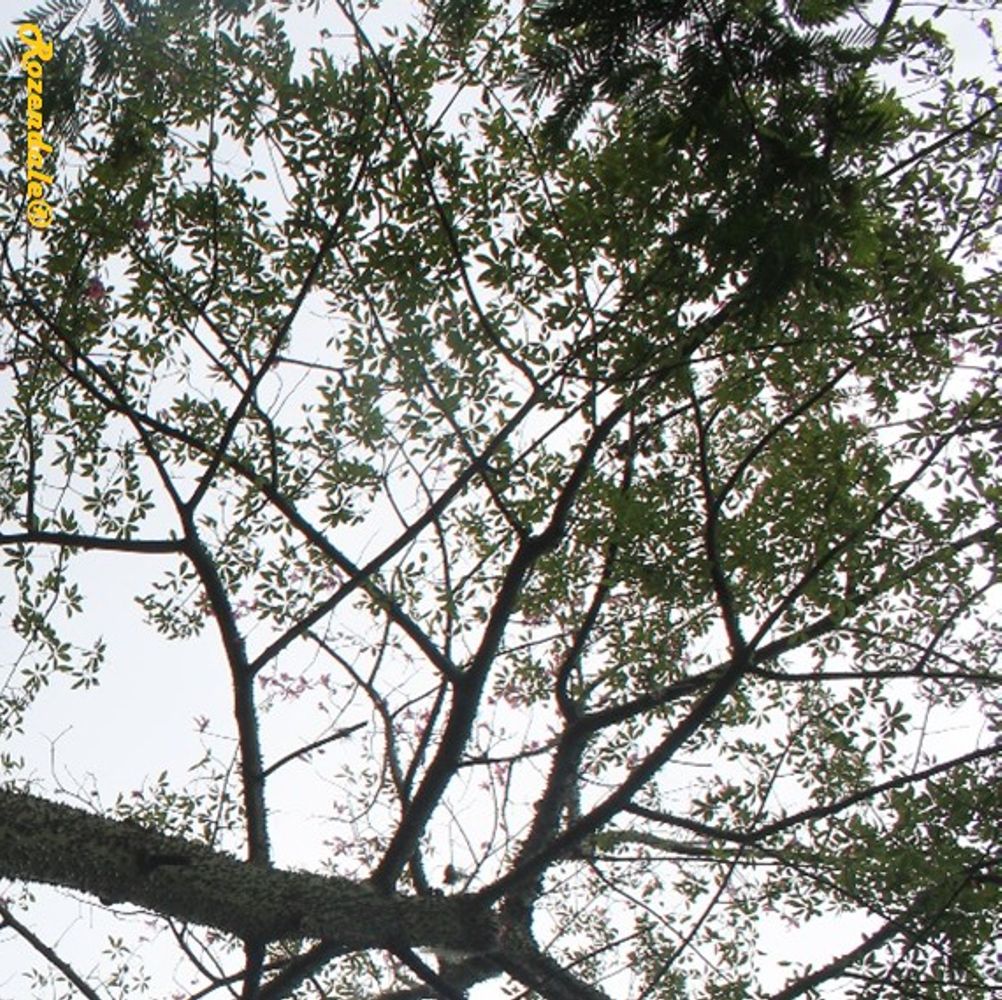 Detail image, , Harry P Leu Gardens, United States, 2016-11-15, Ceiba hybrid - Floss silk tree