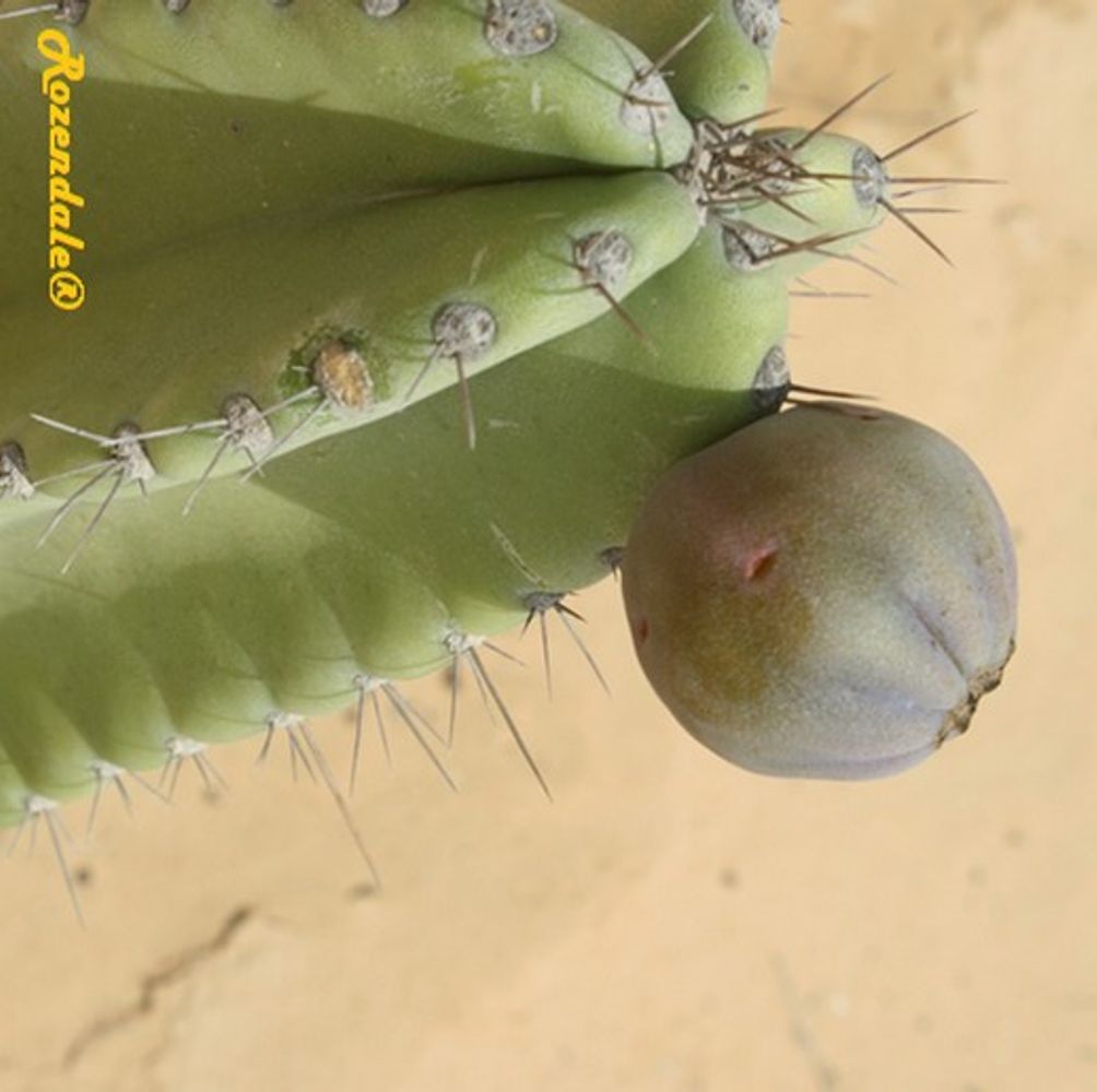 Detail image, , Be'er Milka, Israel, 2012-08-01, Cereus repandus - Peruvian apple cactus