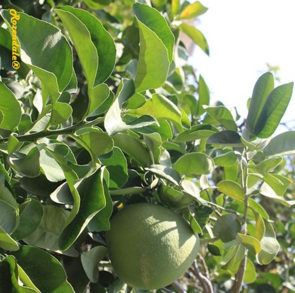 Detail image, , Ein Gedi, Israel, 2016-08-15, Citrus maxima - Pummelo tree