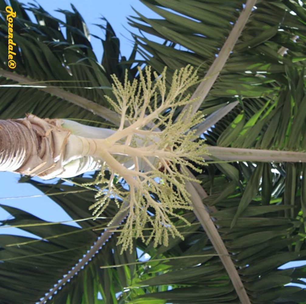 Detail image, , Coral Gables, United States, 2016-11-20, Cocos nucifera - Coconut tree