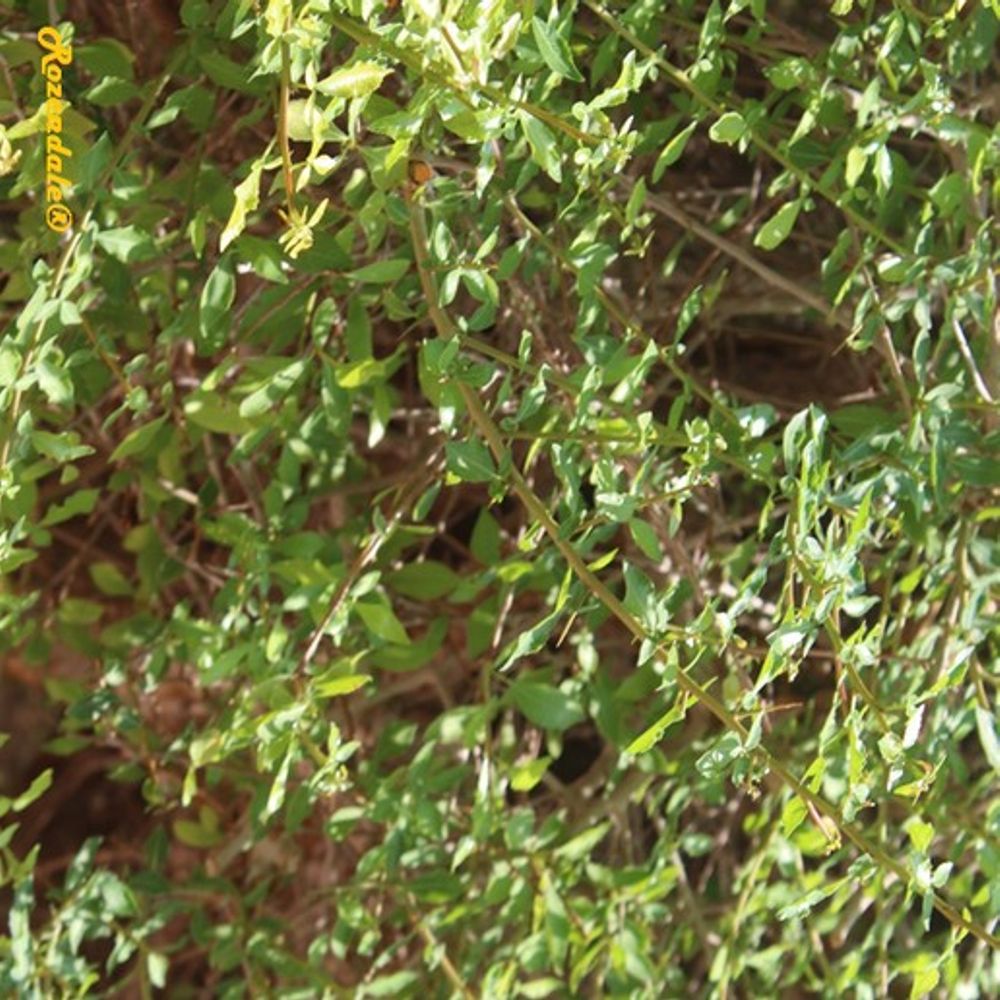 Detail image, , Ein Gedi, Israel, 2016-08-15, Commiphora abyssinica - Abyssinian myrrh