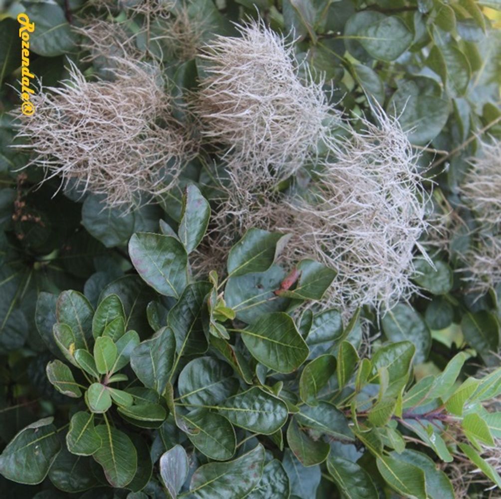 Detail image, , Belmonte, Netherlands, 2016-10-16, Cotinus coggygria - European smoke tree