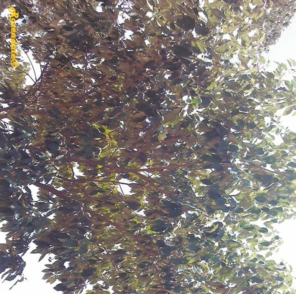 Detail image, , Thika, Kenya, 2015-03-10, Croton megalocarpus - Musine