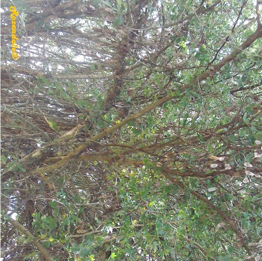 Detail image, Test Name, Wote, Kenya, Kenya, , Dalbergia melanoxylon - African blackwood mpingo