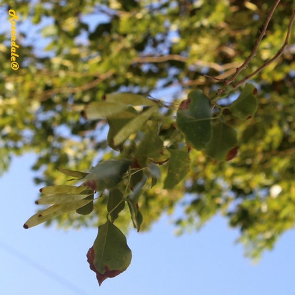 Detail image, , Eilat, Israel, , Dalbergia sissoo - Shisam