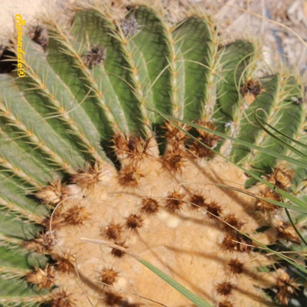Detail image, , Ein Gedi, Israel, 2016-08-15, Echinocactus grusonii - Golden Barrel Cactus