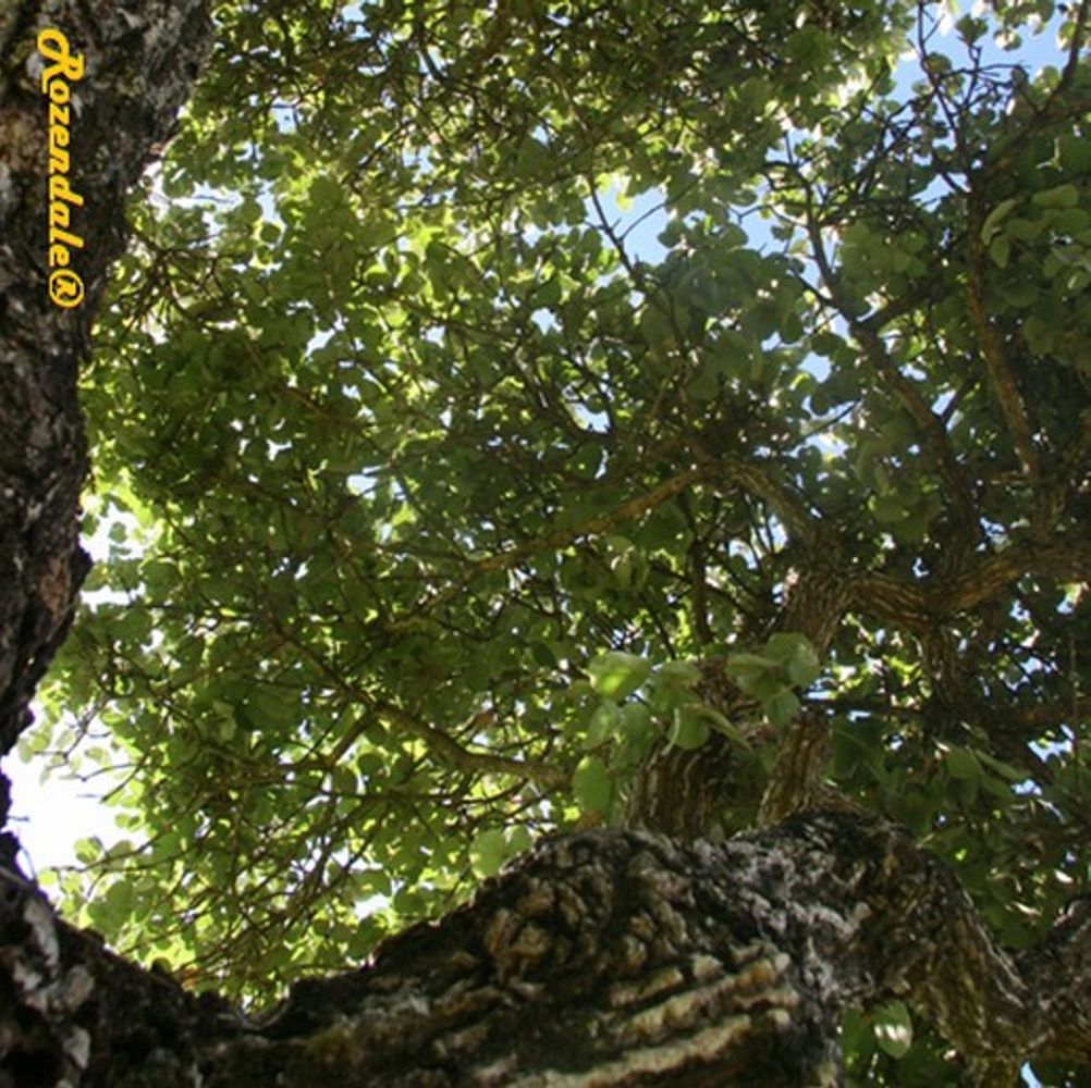 Detail image, , Mbumbuni, Kenya, , Erythrina abyssinica - Red hot poker tree