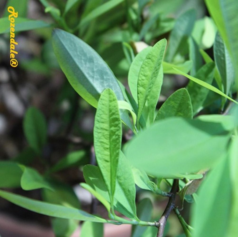 Detail image, Maarten Rozendale, Belmonte, Netherlands, , Erythroxylum novogranatense - Coca plant