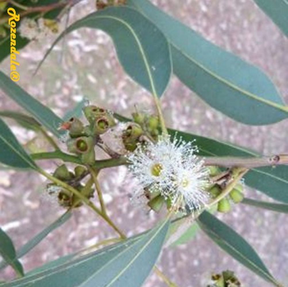 Detail image, , , , , Eucalyptus saligna - Sydney blue gum