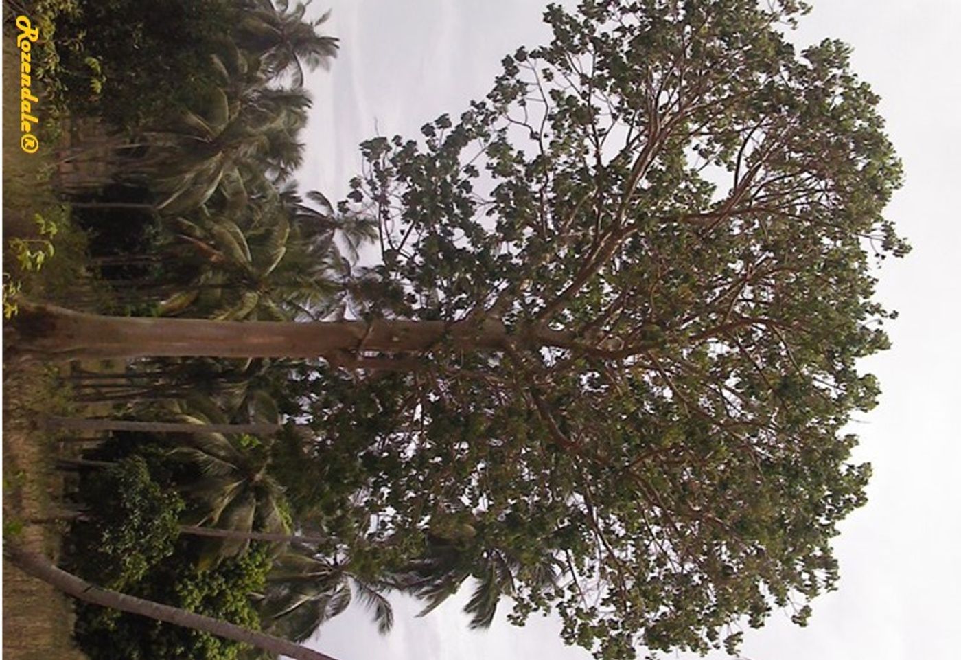Detail image, Test Name, Kaloleni, Kenya, 2016-04-29, Ficus sycomorus - Wild fig