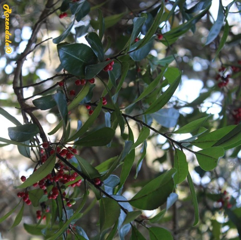 Detail image, , Harry P Leu Gardens, United States, 2016-11-15, Ilex cassine - Dahoon holly