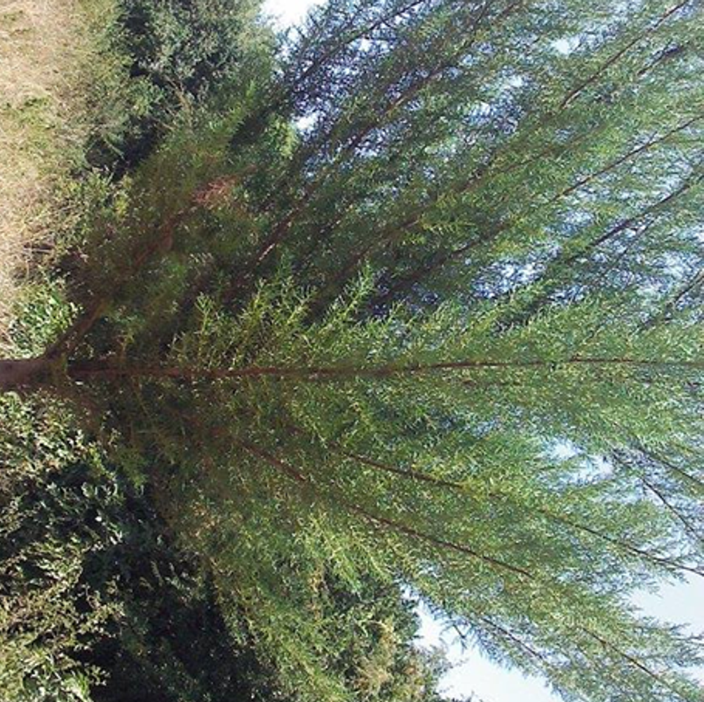 Detail image, , Thika, Kenya, Kenya, 2014-05-25, Juniperus procera - African pencil cedar
