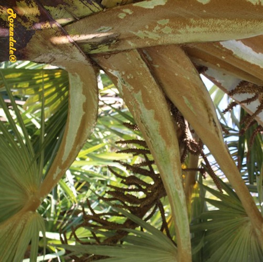 Detail image, , Ein Gedi, Israel, 2016-08-15, Latania loddigesii - Latanier de maurice