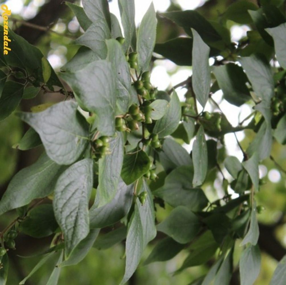 Detail image, , Horticus Leiden, Netherlands, 2017-08-17, Lonicera maackii - Amur honeysuckle