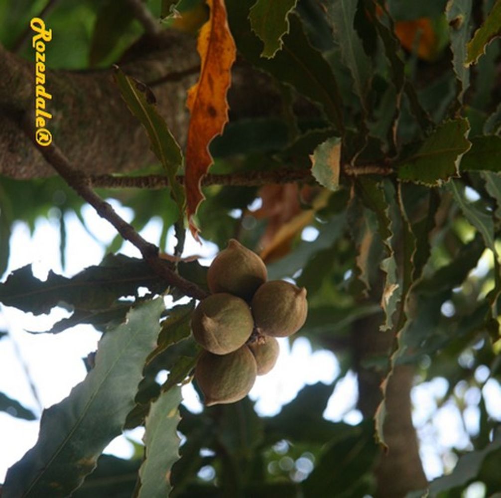 Detail image, Test Name, Igoji, Kenya, 2013-10-23, Macadamia tetraphylla - Rough macadamia