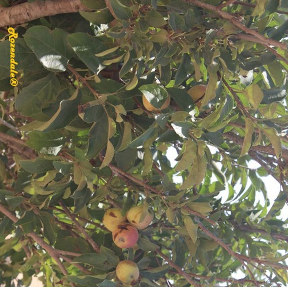 Detail image, , Be'er Milka, Israel, 2016-08-11, Malus pumila - Apple