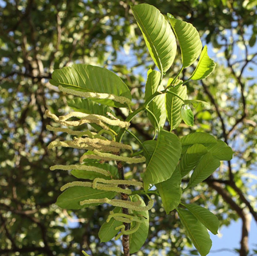 Detail image, , , , 2014-11-14, Milicia excelsa - Iroko